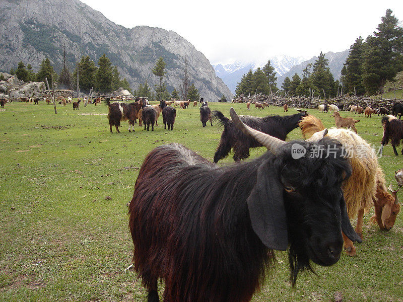 美丽的图片Dunsa Tormik Skardu Gilgit Baltistan旧图片